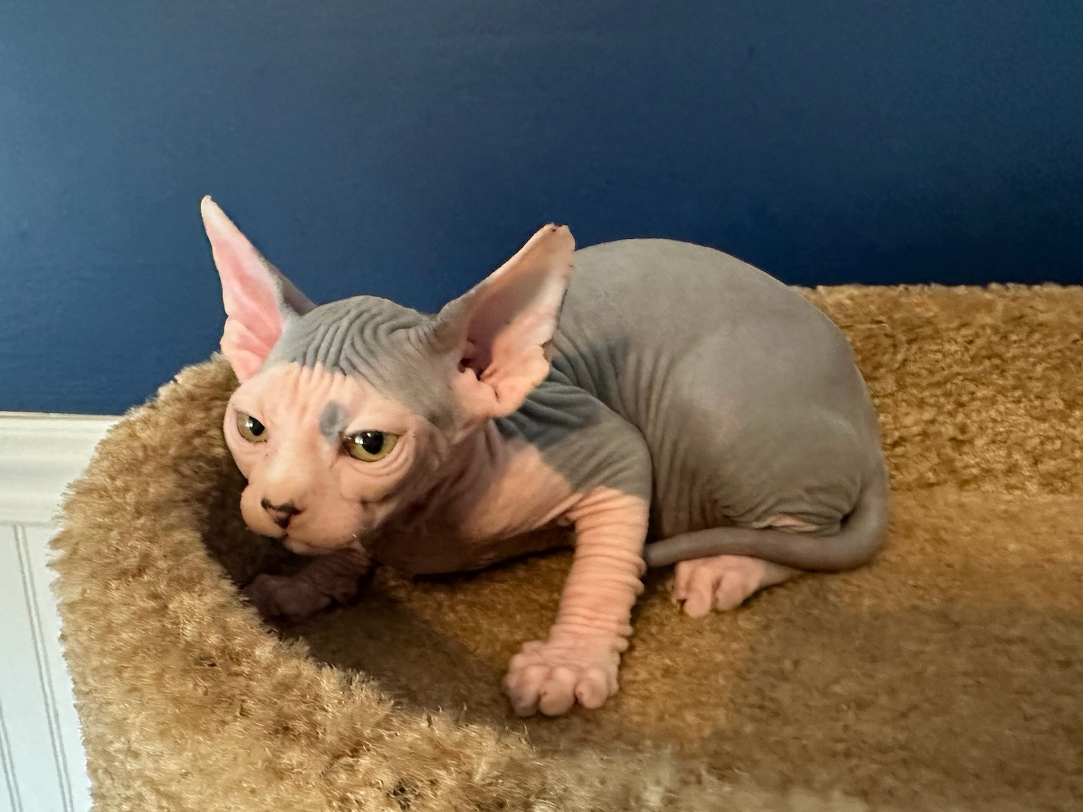 Kitten 4