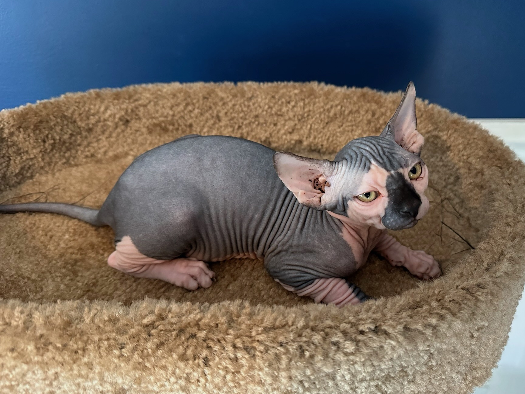 Kitten 4
